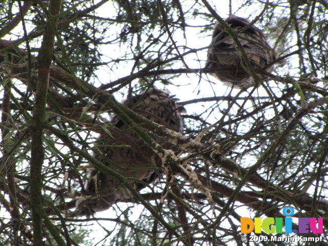 SX02856 Long-eared owls in tree (Asio Otus)